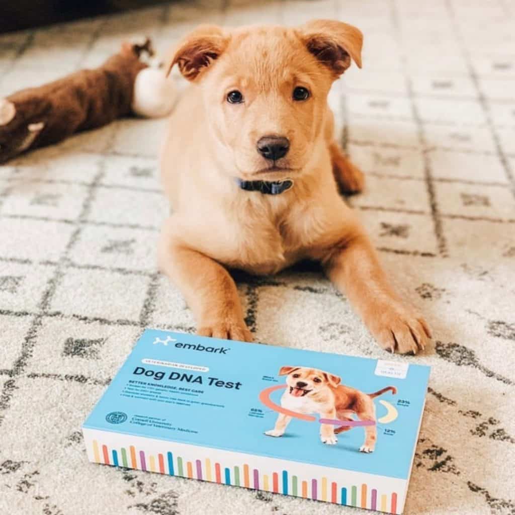 Embark Dog DNA Test Review