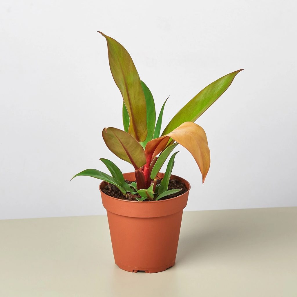 House Plant Shop Philodendron 'Prince of Orange' Review